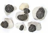 Lot: Bargain, - Pedinopariops Trilobites - Pieces #80972-2